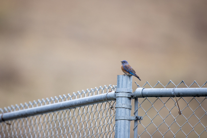 5G时代：一台手机如何开启你的直播新篇章