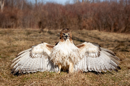 深入解析爱游戏体育平台的优势与用户体验